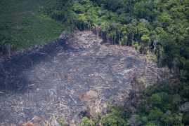 At the end of the undercurrent Fire Season in the Amazon, Greenpeace registered the destruction left by forest fires, in a region between the states of Amazonas, Acre and Rondônia, in Brazil. Even with the acknowledge that the conservation of socio-biodiversity is essential to world climate, the Amazon presents areas of ashes and still living flames. Forest fires threatens people, animals and expands greenhouse gas emissions.
Regardless of the overall decrease of heat focus of 2018, the most critical states in the country presented more fires fires.
Ao final da temporada de fogo na Amazônia, o Greenpeace esteve em campo para registrar o estrago deixado pelas queimadas, na região entre os estados do Amazonas, Acre e Rondônia
Mesmo com sua reconhecida importância para conservação da sociobiodiversidade e do clima no mundo todo, a Amazônia ainda possui focos ativos de incêndio e áreas de cinzas. O fogo oferece risco às pessoas e aos animais e contribui para engordar as emissões de gases do efeito estufa. Em 2018, apesar da tendência geral de queda no número de focos de calor na Amazônia Legal, estados críticos em desmatamento registraram mais fogo.