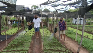 Horta Comunitária em São Francisco