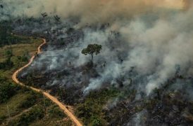 PapaAmazônia
