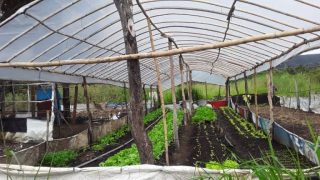 Produção de hortaliças em formosa GO