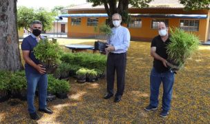 arvores campo mourao