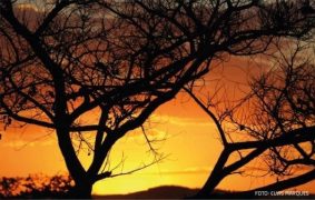 dia do cerrado-elvis marques