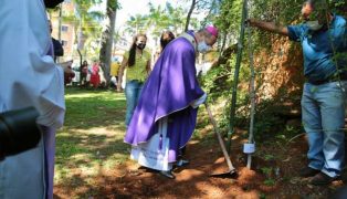 dom-walmor-plantio-árvore-capa